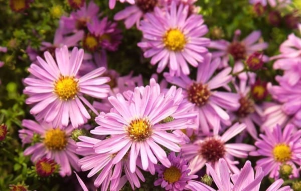 Woods Pink Aster